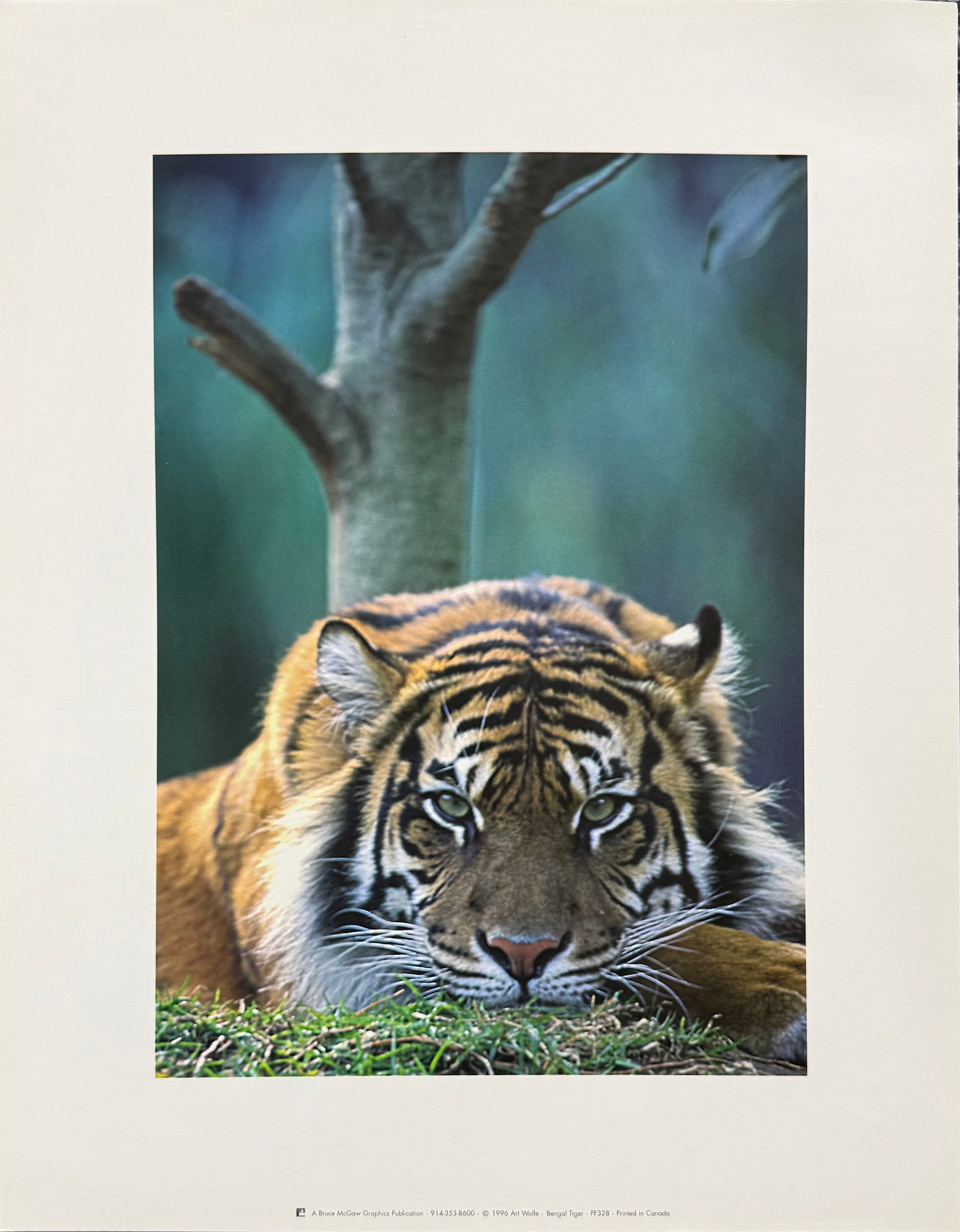 Close-up of a tiger in a natural setting with a blurred background