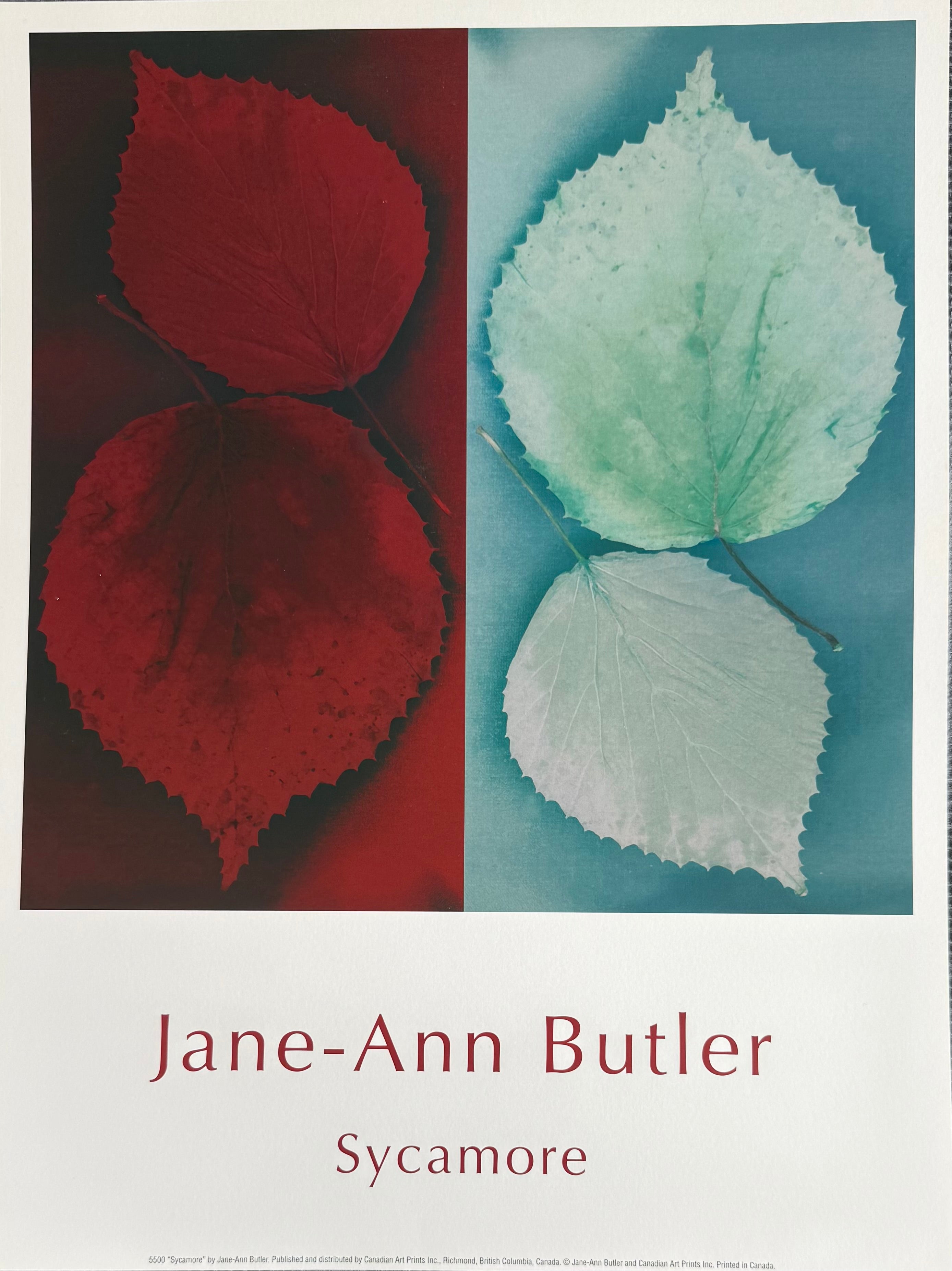 Sycamore by Jane-Ann Butler features a majestic sycamore tree, its broad branches and lush leaves creating a sense of strength and serenity in a natural setting.